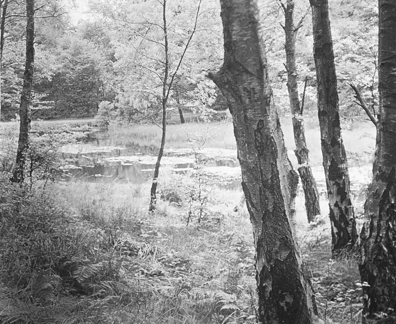A group of beech trees and vegetation on the edge of a pond.
