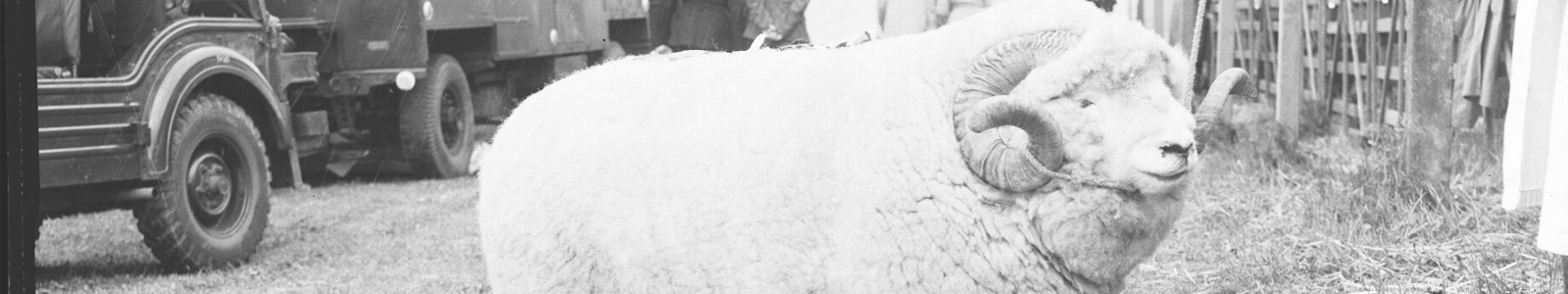 The absolute unit sheep.