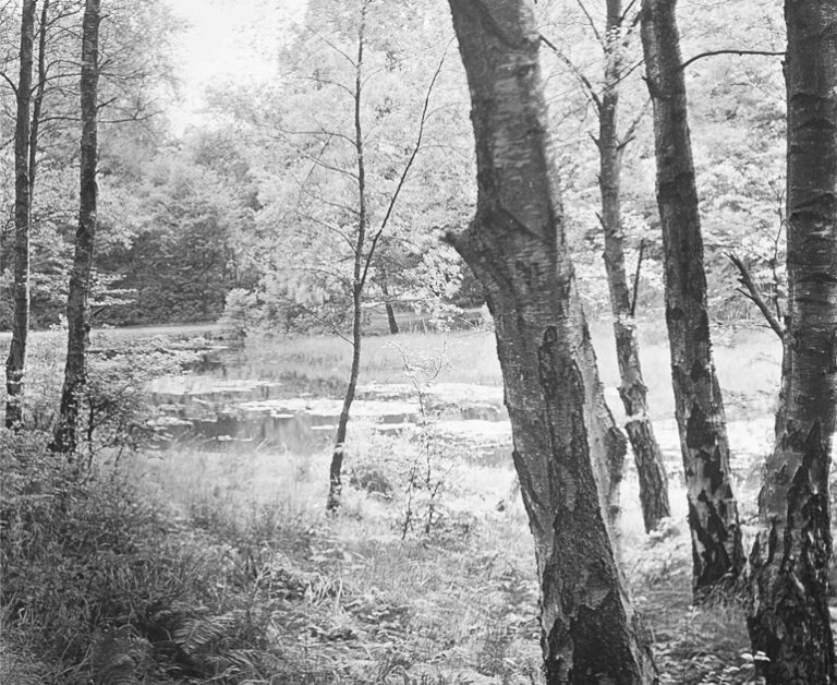 A group of beech trees and vegetation on the edge of a pond.