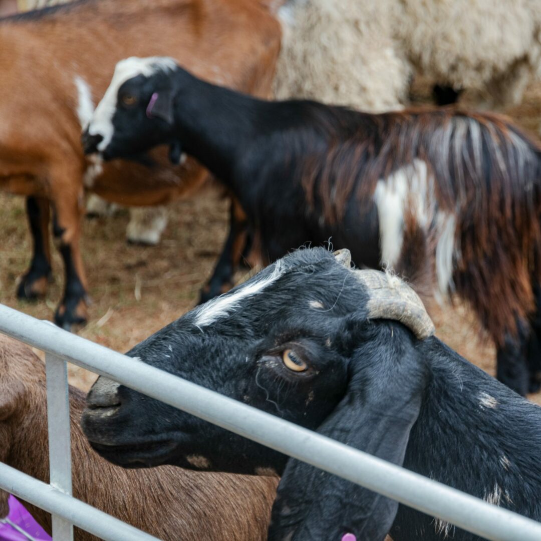 Goats in an enclosure in The MERL garden.