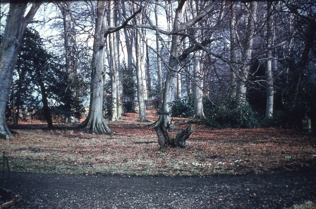 Beech trees photo for fast fashion exhibition
