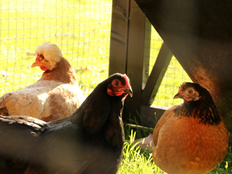 Our chickens in The MERL garden. Sadly, two of these chickens have since passed away, but we were happy to get another chicken for the Chook Run earlier this year.