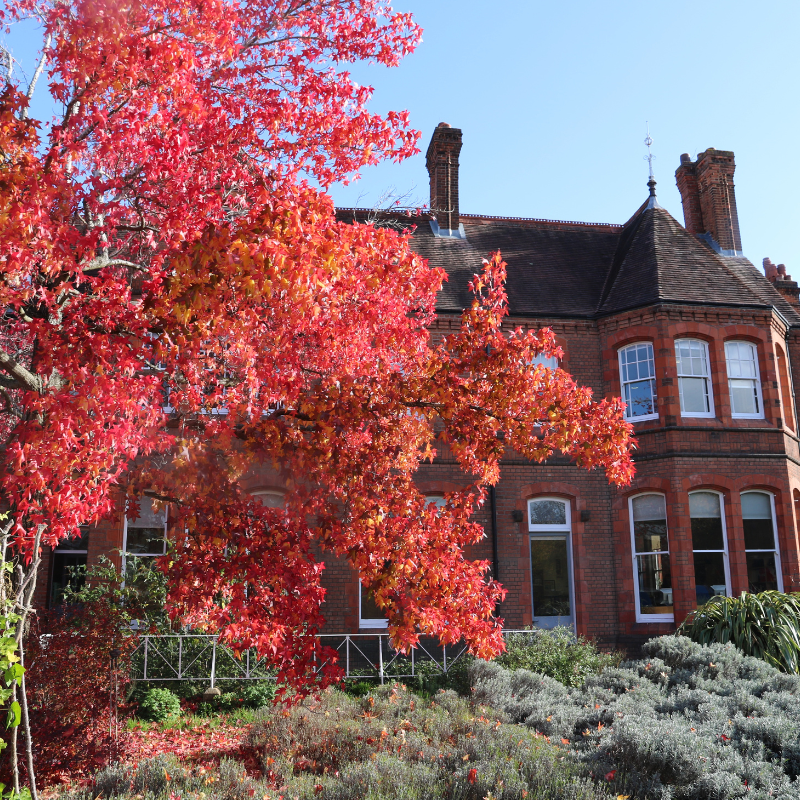 The gorgeous red Liquid Amber tree in The MERL garden The gorgeous red Liquid Amber tree in The MERL garden.