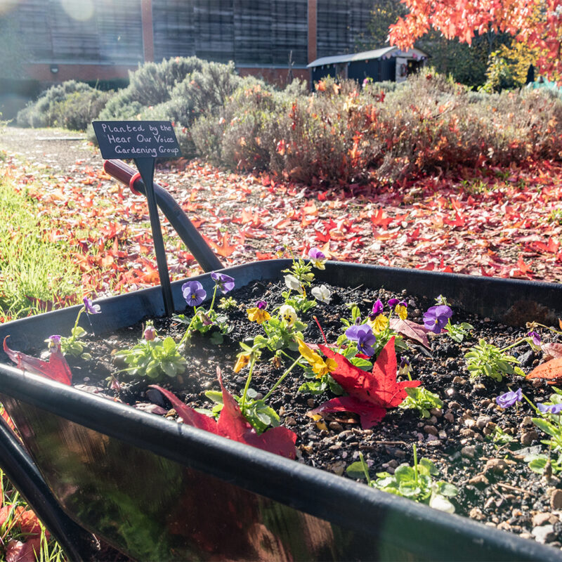 Hear Our Voice flowerbed Flowers grown by the Hear Our Voice volunteers.