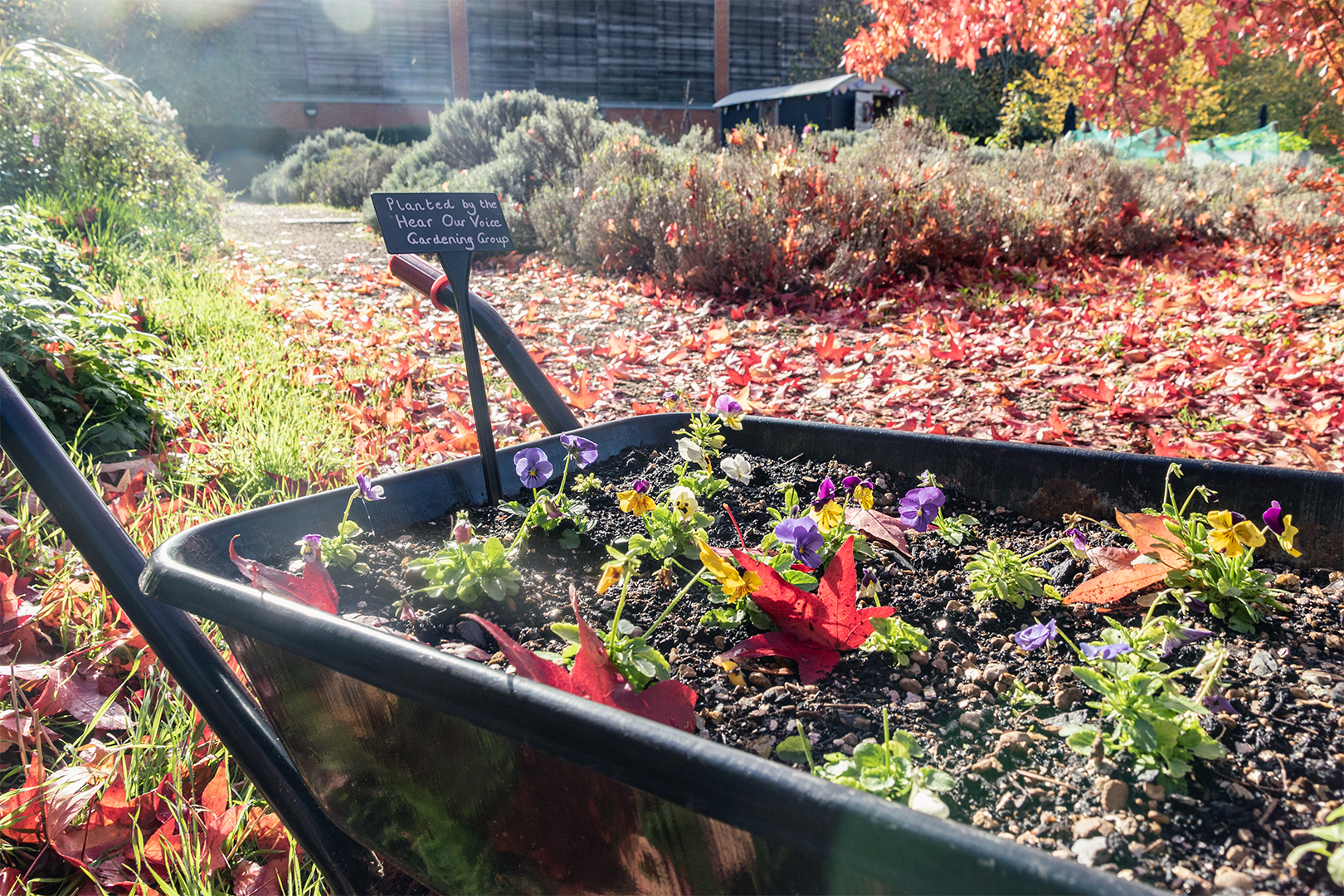 Flowers grown by the Hear Our Voice volunteers.