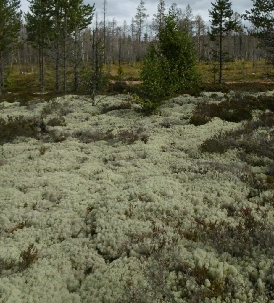 Lichen in Trangslet image for landscape exhibition