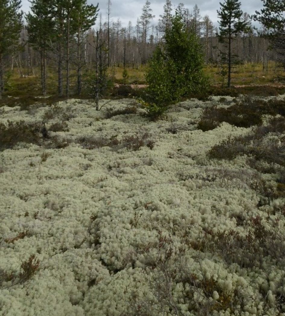 Lichen in Trängslet, Darlana 