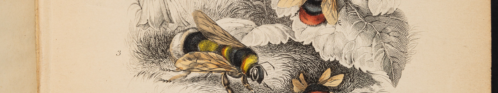 Illustration of bees from the Cowan bee collection