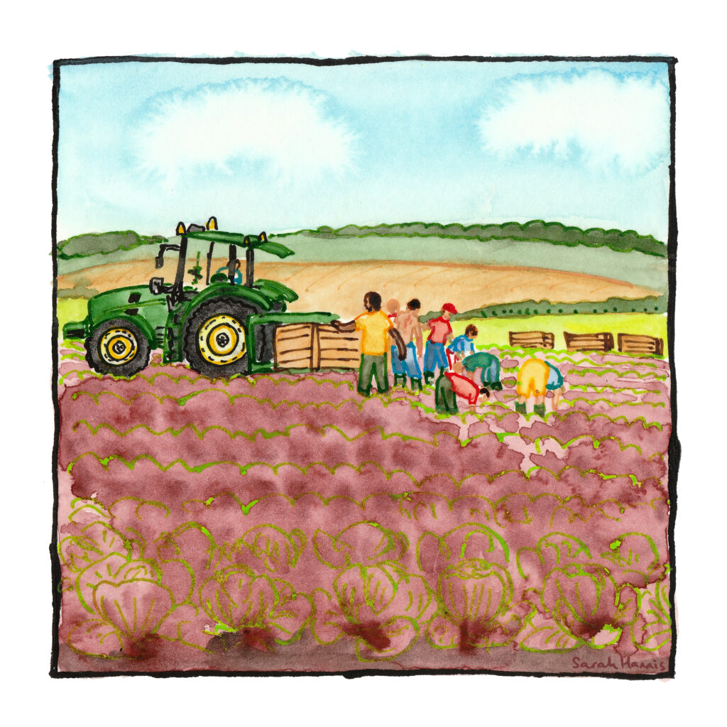 Watercolour sketch showing a tractor, a group of seasonal workers and a cabbage crop, with fields stretching out into the distance.