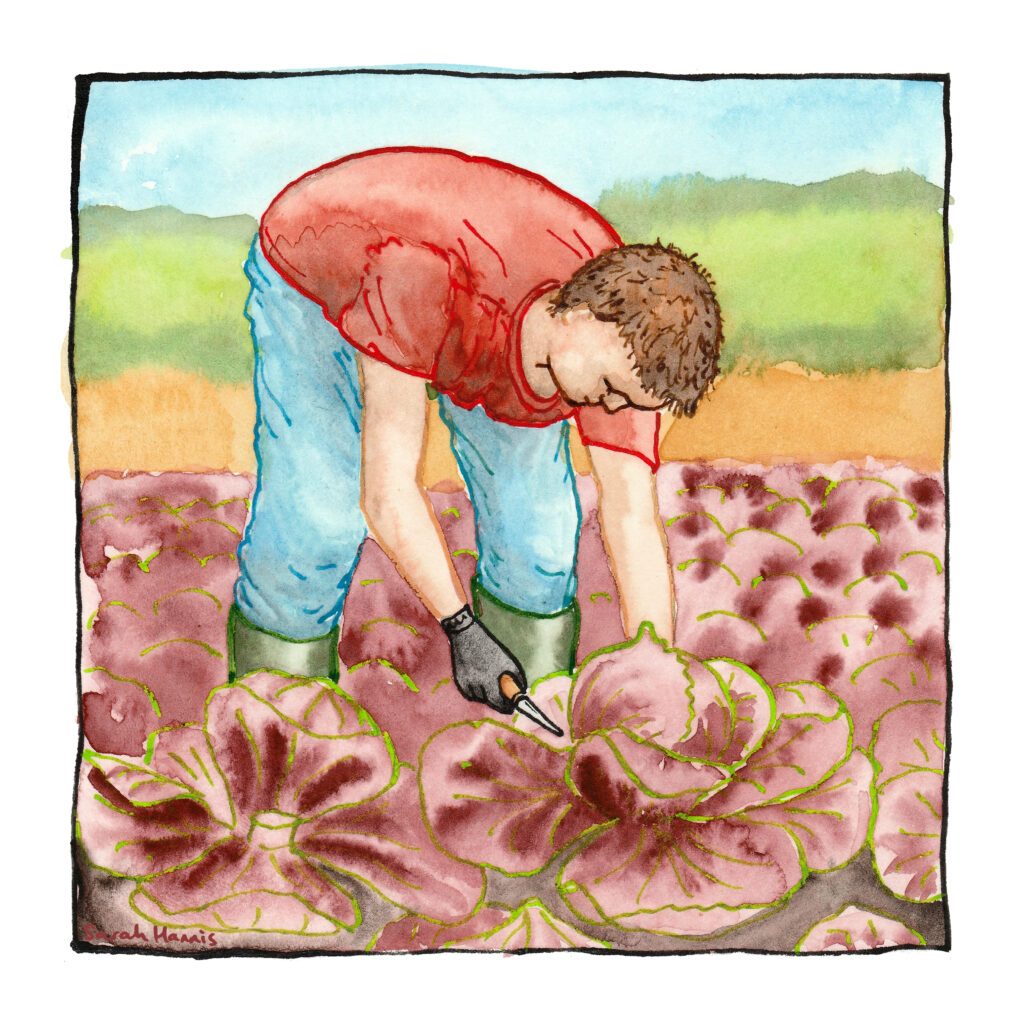 Watercolour sketch showing a man bending to pick a cabbage.