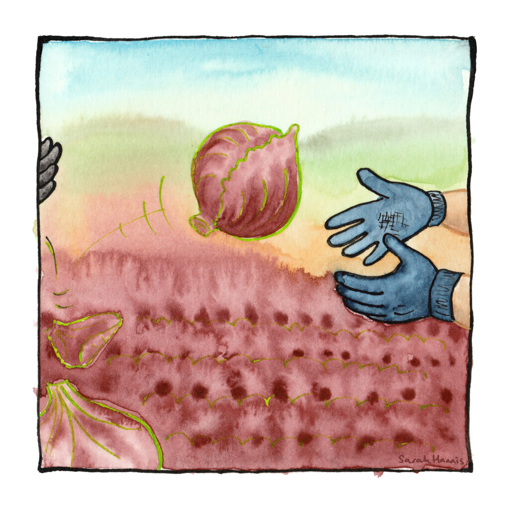 Watercolour sketch showing hands catching a cabbage being thrown from one worker to another.