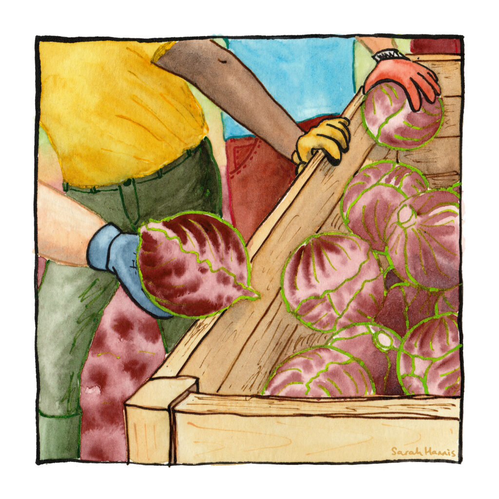 Watercolour sketch showing workers standing beside a cabbage crate, the workers are placing cabbages in the crate.