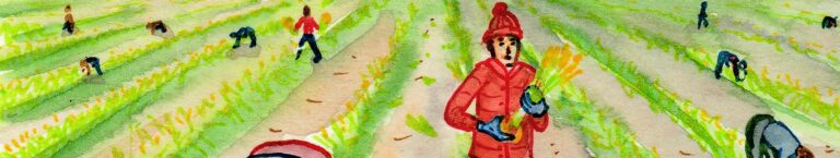 Detail from a watercolour sketch showing workers standing or bending over rows of green growth in a field, picking individual daffodils by hand, with a line of trees and hills in the background and birds in the sky.