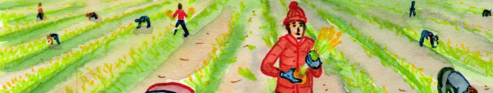 Detail from a watercolour sketch showing workers standing or bending over rows of green growth in a field, picking individual daffodils by hand, with a line of trees and hills in the background and birds in the sky.