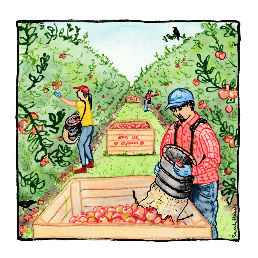 Watercolour sketch showing workers in caps picking apples from hedge--like trees stetching into the distance, with wooden apple crates located at equal intervals.
