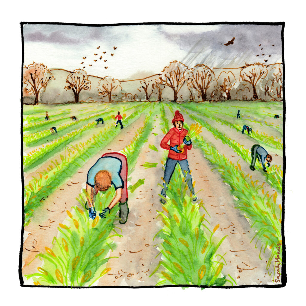Watercolour sketch showing workers standing or bending over rows of green growth in a field, picking individual daffodils by hand, with a line of trees and hills in the background and birds in the sky.