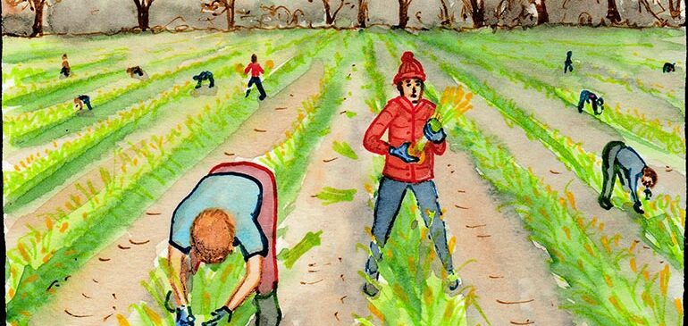 Image of daffodil pickers showing how UK farming relies on seasonal migrant workers