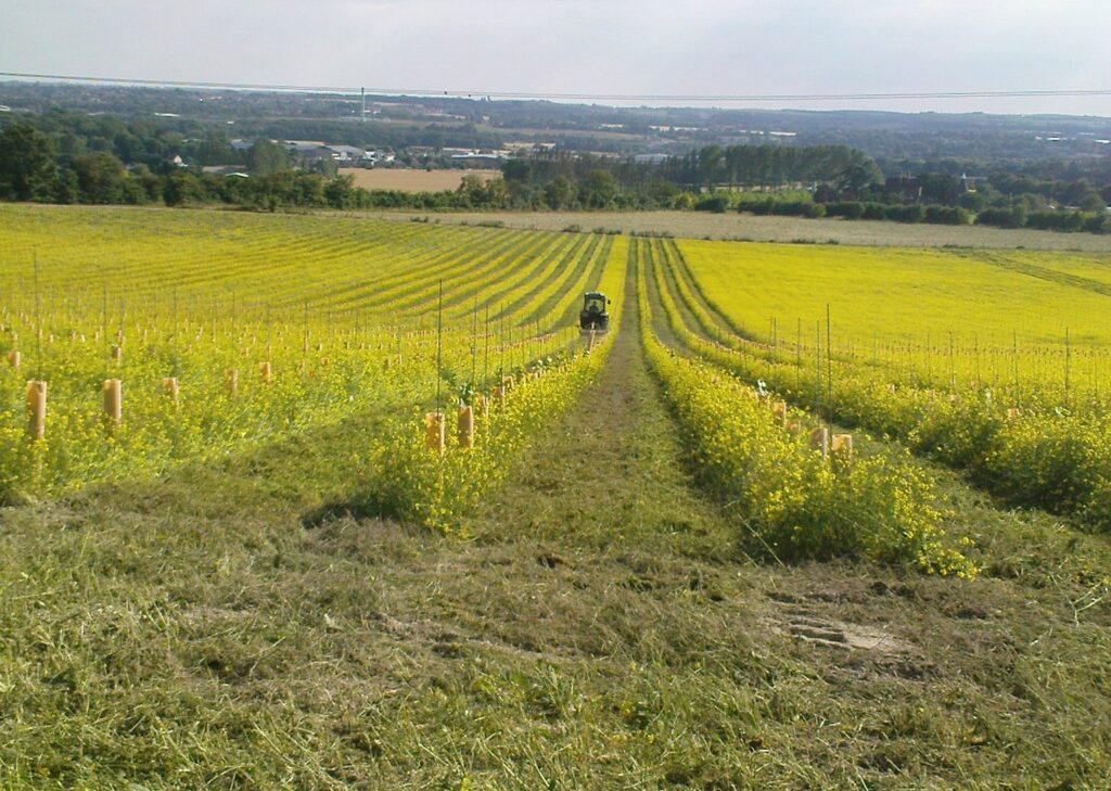 Image showing young vines sloping into the distance in a yellow green landscape of southern England