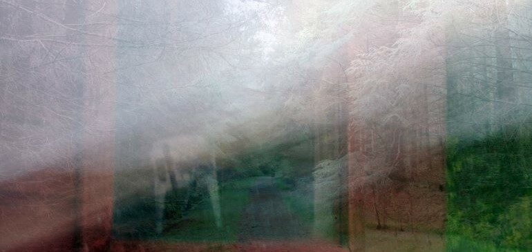Hazy picture of a forest
