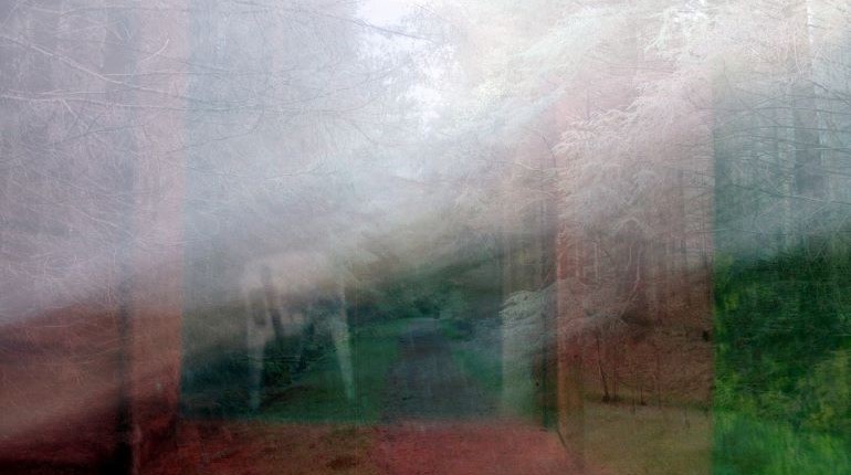 Hazy picture of a forest