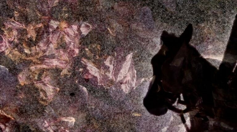 Silhouette of a horses head against a pink and grey background