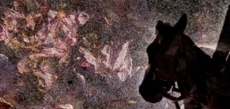 Silhouette of a horses head against a pink and grey background