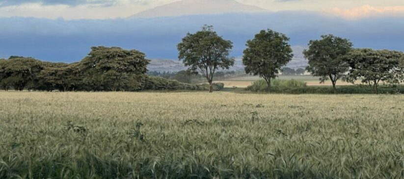 View of Mount Meru from Simba Farm, with hazy cloud-covered mountain in the distance, hills, trees, and an arable field in the foreground.
