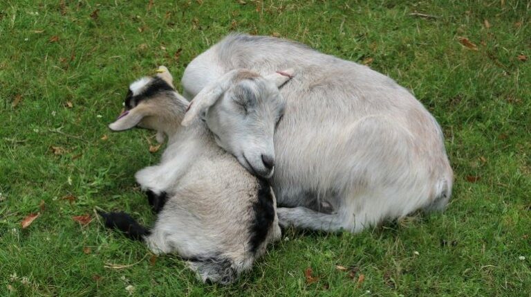 A mother goat snuggling with her baby in the MERL garden