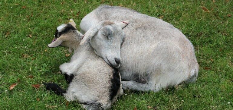 A mother goat snuggling with her baby in the MERL garden