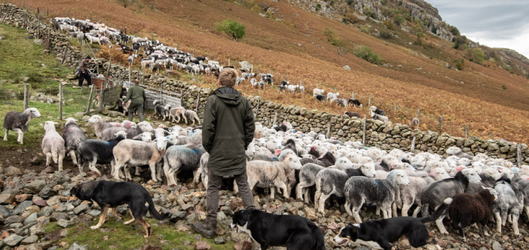 Farmer, sheep, and sheepdogs on uplands