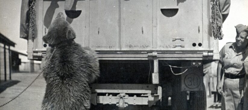 Wojtek the bear. Image courtesy of the Polish Institute and Sikorski Museum.