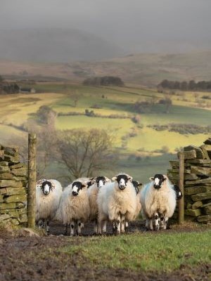 Sheep coming through a gate in the Lake District