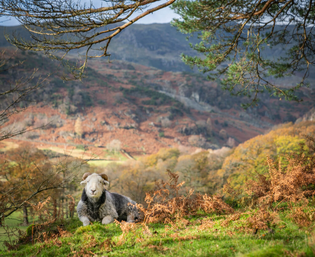 King of the Hill by Amy Bateman. A Herdwick sheep looks out on top of a hill.