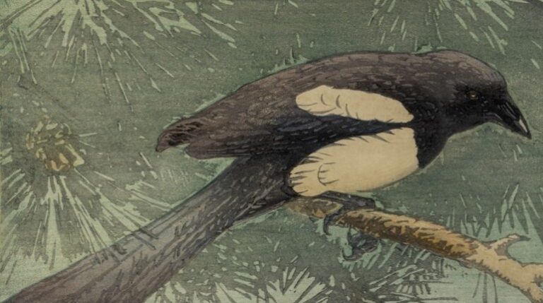 Black and white magpie perched on a branch. Woodcut by Allen William Seaby.