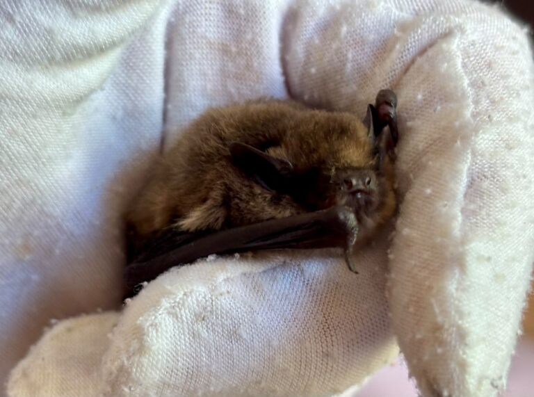 Merle the bat, asleep in a glove