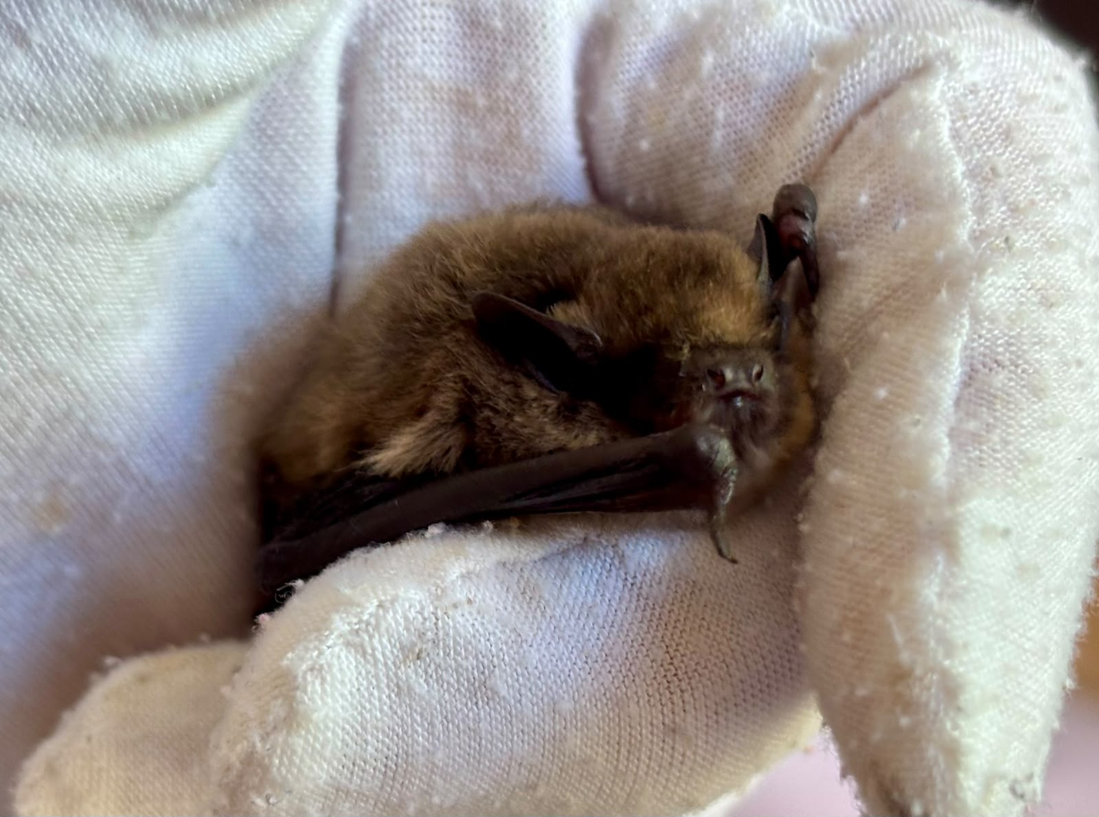 Merle the bat, asleep in a glove