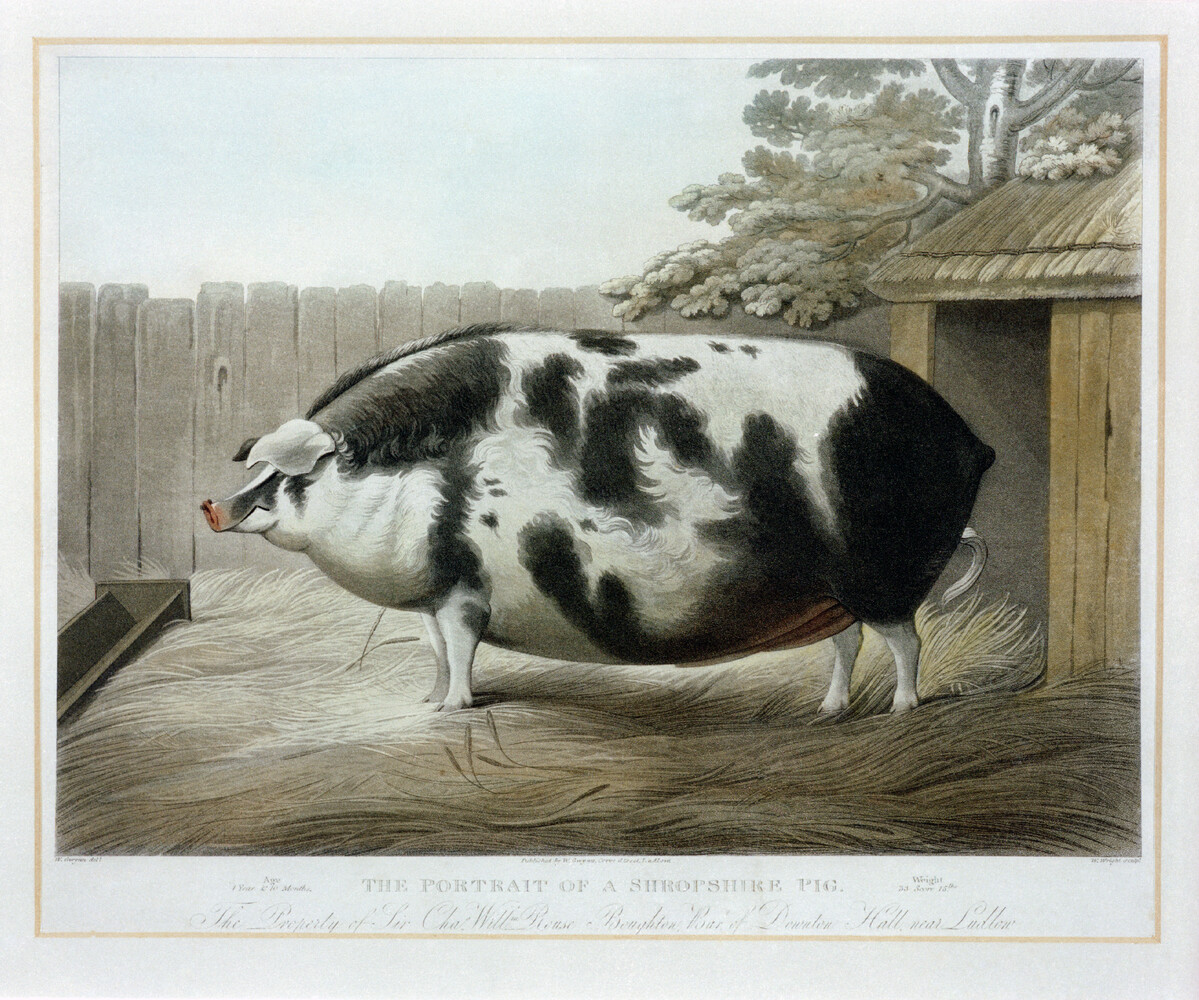 Consuming the fat cows - The MERL
