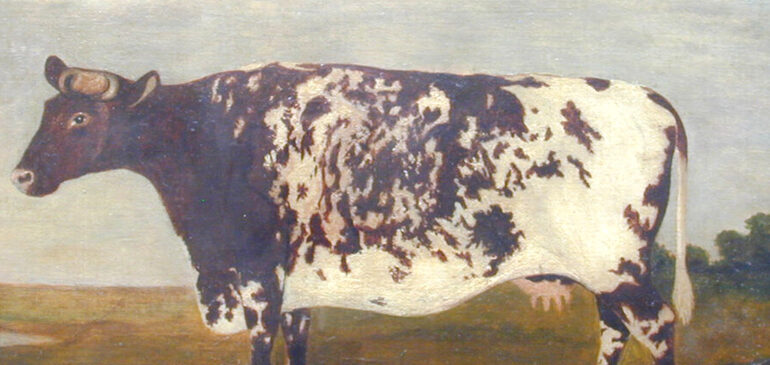 An artwork of a very rectangular cow from The MERL collection.
