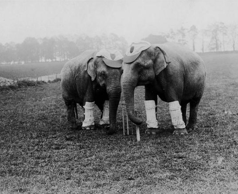 An image of two elephants playing cricket as part of a travelling circus.