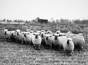A black and white photograph of sheep standing in a group in a field, part of the Farmer and Stockbreeder photographic archive.