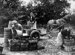 A black and white photograph of a man and two women transferring apples into baskets, with a horse and cart in the background. From the Farmer and Stockbreeder photographic archive.