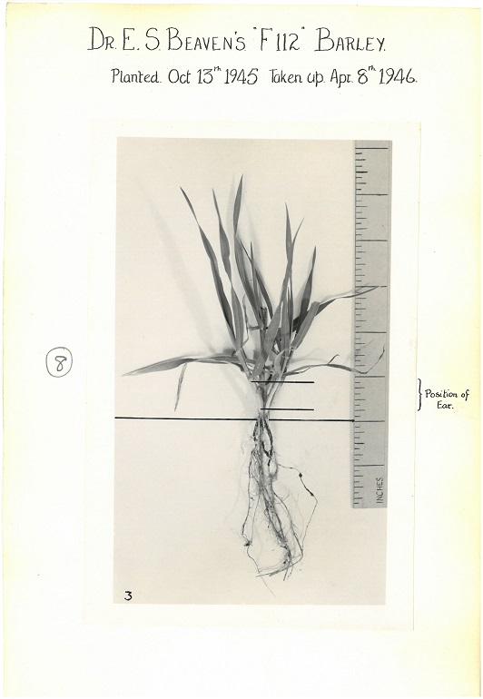 Photograph of barley plant 'F112'