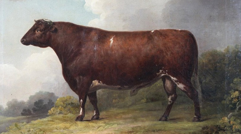 Image of bull for Beefing It Up conference at the Museum of English Rural Life