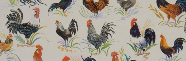 Various chickens on a blank background.