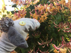 Sock puppet 'smelling' pink honeysuckle