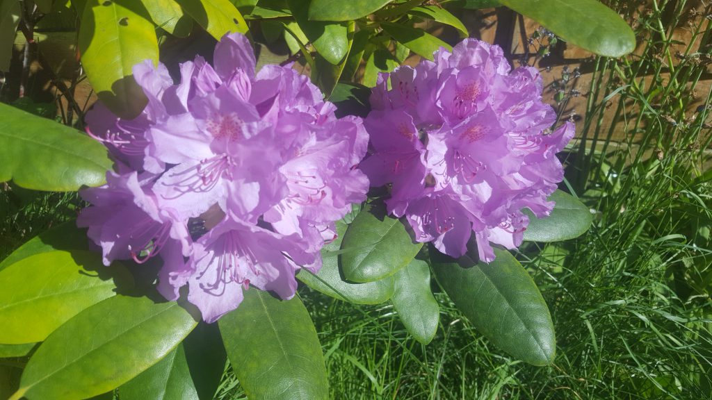 Two purple rhododendrons