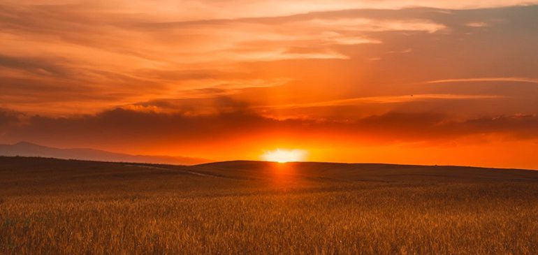 Orange sunset over a field of golden wheat for late opening in January