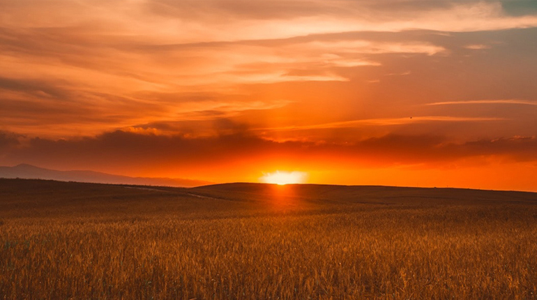 Orange sunset over a field of golden wheat for late opening in January