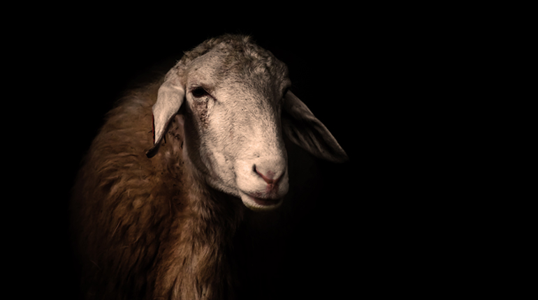 A striking sheep portrait on a black background