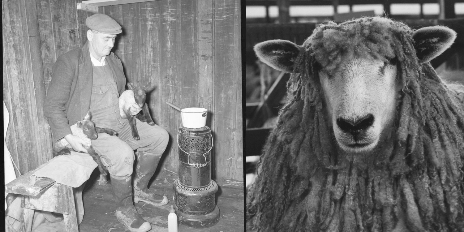 An archive image of a shepherd in a hut and a sheep portrait